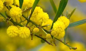 Image for Wattle, Black Wattle, Mimosa (common names for various Acacia species).  Scientific Name: Acacia mearnsii (Black Wattle), Acacia dealbata (Silver Wattle).